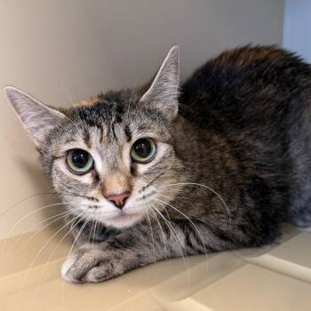 Mama -  Domestic Short Hair Cat Available for Adoption in Cody, Wyoming - Mama | PetCurious