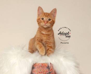 Pozole -  Domestic Short Hair Cat for Adoption in Millcreek, Utah - Pozole | PetCurious