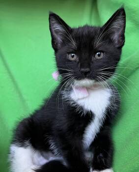 Qtip -  Tuxedo Cat for Adoption in Hood River, Oregon - Qtip | PetCurious