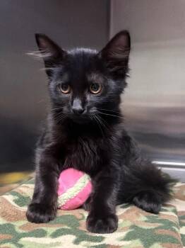 Gamble -  Domestic Long Hair Cat for Adoption in Ocala, Florida - Gamble | PetCurious