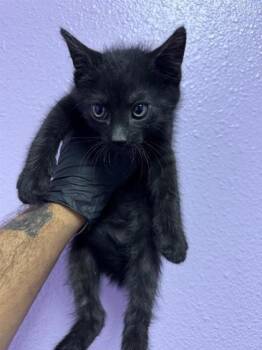 Chikan* -  Domestic Medium Hair Cat Available for Adoption in El Paso, Texas - Chikan* | PetCurious
