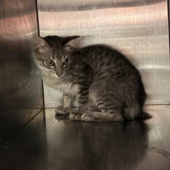 Whiskey Sour -  Siamese and Domestic Short Hair Cat for Adoption in Livingston, Texas - Whiskey Sour | PetCurious