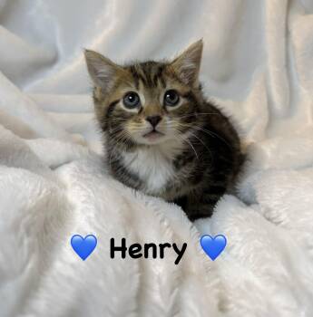 Torbie Cats Available for Adoption in Copley, Ohio - Henry | PetCurious
