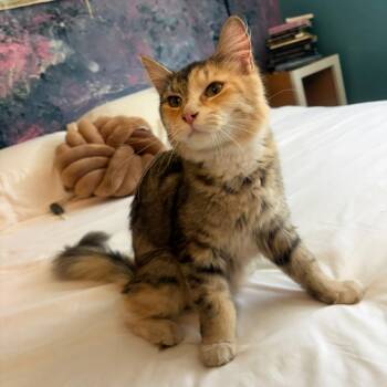 Domestic Medium Hair and Maine Coon Cats Available for Adoption in Coos Bay, Oregon - Pixie | PetCurious