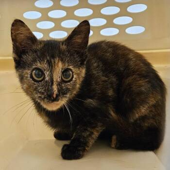 Kit -  Domestic Short Hair Cat for Adoption in Oneonta, New York - Kit | PetCurious