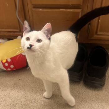 El Torito -  Domestic Short Hair Cat for Adoption in Riverside, California - El Torito | PetCurious