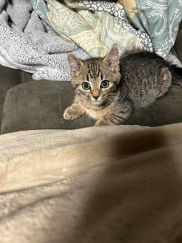 Rescue Domestic Short Hair Cats for Adoption in Ellicott City, Maryland - Cinder Bonded With Woody | PetCurious