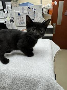 MYRTLE -  Domestic Short Hair Cat for Adoption in Aliquippa, Pennsylvania - MYRTLE | PetCurious