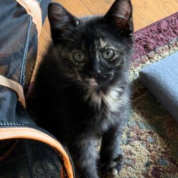 Jill -  Domestic Short Hair Cat for Adoption in Chattanooga, Tennessee - Jill | PetCurious