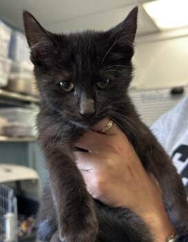 Tic -  Domestic Short Hair Cat for Adoption in Vallejo, California - Tic | PetCurious