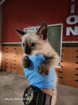 Snowshoe Cats Available for Adoption in San Antonio, Texas - HALO | PetCurious