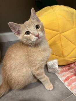 Perth -  Domestic Short Hair Cat for Adoption in Fort Collins, Colorado - Perth | PetCurious