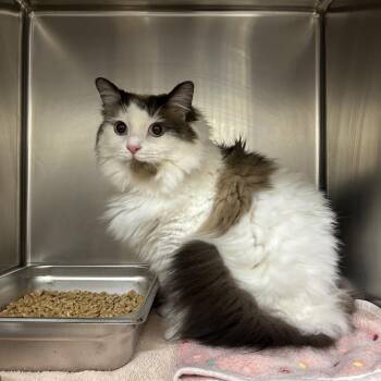 Domestic Long Hair and Domestic Short Hair Cats Available for Adoption - Mocha | PetCurious