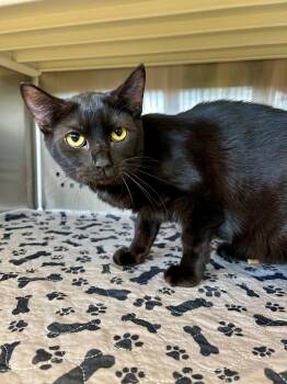 Domestic Short Hair Cats Available for Adoption in West Union, Ohio - Dash | PetCurious