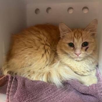 Melinda -  Domestic Long Hair Cat for Adoption in Bristol, Indiana - Melinda | PetCurious