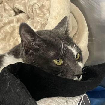 Cormick -  Domestic Short Hair Cat for Adoption in Salt Lake City, Utah - Cormick | PetCurious