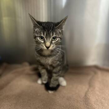 PLUMETEE -  Domestic Short Hair Cat for Adoption in Kyle, Texas - PLUMETEE | PetCurious