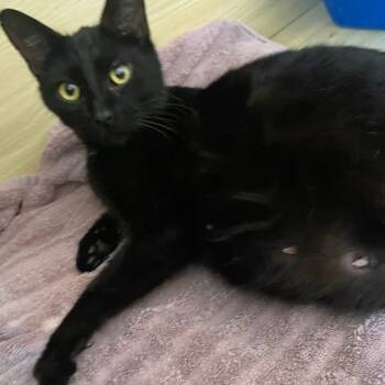 Rescue Domestic Long Hair Cats for Adoption in Portage, Michigan - Shadow | PetCurious