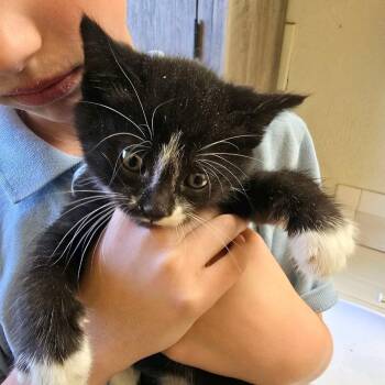 Domestic Short Hair Cats Available for Adoption in Klamath Falls, Oregon - Forrest | PetCurious
