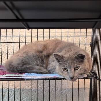 Loretta -  Domestic Short Hair Cat for Adoption in Huntington, West Virginia - Loretta | PetCurious