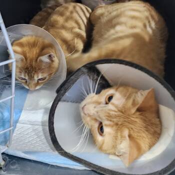 Rescue Domestic Short Hair Cats for Adoption in Fairfax Station, Virginia - Nala | PetCurious