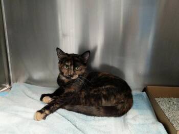 Domestic Short Hair Cats Available for Adoption in Albuquerque, New Mexico - HOLLY | PetCurious