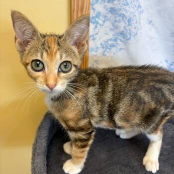 Miss Marina & Mr. Ocean BONDED -  Domestic Short Hair Cat for Adoption in Boca Raton, Florida - Miss Marina & Mr. Ocean BONDED | PetCurious