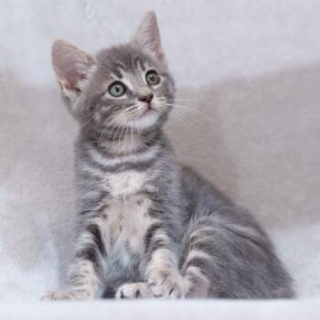 Misty -  Domestic Short Hair Cat for Adoption in Sunnyvale, California - Misty | PetCurious