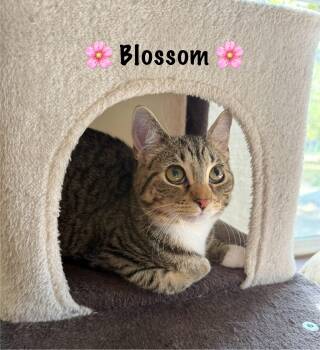 Rescue Tabby Cats for Adoption in Copley, Ohio - Blossom | PetCurious
