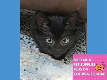 Rescue Domestic Short Hair Cats for Adoption in Fort Wayne, Indiana - QUAY | PetCurious