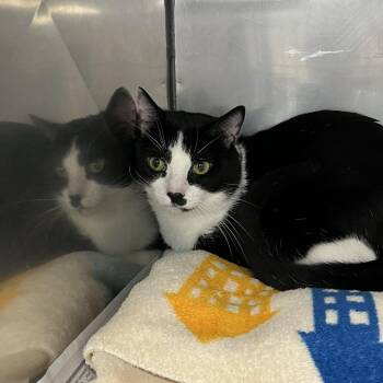 SVAS-Stray-39489 -  Domestic Short Hair Cat for Adoption in Lyndhurst, Virginia - SVAS-Stray-39489 | PetCurious