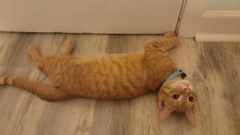 Victor Purrgo fka Mufasa -  American Shorthair Cat for Adoption in Virginia Beach, Virginia - Victor Purrgo Fka Mufasa | PetCurious