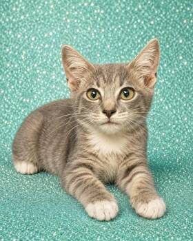ADAM MAITLAND -  Domestic Short Hair Cat for Adoption in Jacksonville, Florida - ADAM MAITLAND | PetCurious