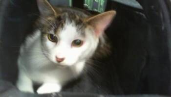 Domestic Short Hair Cats Available for Adoption in Charlotte, North Carolina - LUCKY | PetCurious