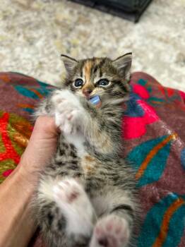 Domestic Medium Hair Cats Available for Adoption in Columbia, South Carolina - Poppy | PetCurious