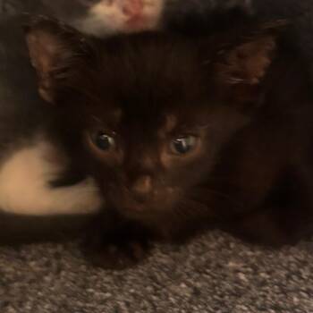 Rootbeer Float -  Domestic Short Hair Cat for Adoption in Norman, Oklahoma - Rootbeer Float | PetCurious