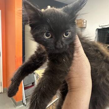 Romance Movies 1 -  Domestic Long Hair Cat for Adoption in Westminster, California - Romance Movies 1 | PetCurious