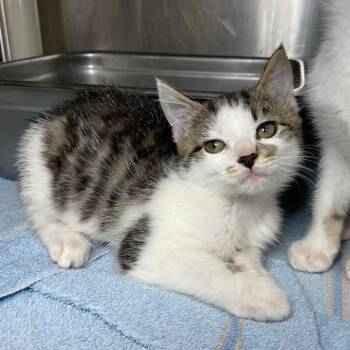 Pterodactyl -  Domestic Short Hair Cat for Adoption in Roanoke, Virginia - Pterodactyl | PetCurious