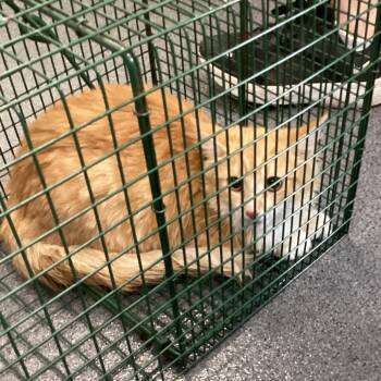 Kerien -  Domestic Short Hair Cat for Adoption in Montgomery, Alabama - Kerien | PetCurious