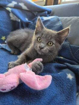 C344 Litter Lightning -  Domestic Short Hair Cat for Adoption in Livonia, Michigan - C344 Litter Lightning | PetCurious