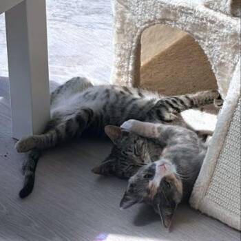 Breeze -  Domestic Short Hair Cat for Adoption - Breeze | PetCurious