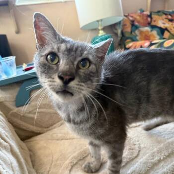 Melvin -  Domestic Short Hair Cat for Adoption in Hollywood, Florida - Melvin | PetCurious