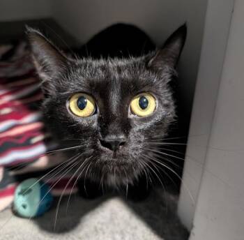 Ivy — Bonded Buddy With Iris -  Domestic Short Hair Cat for Adoption in Des Moines, Iowa - Ivy — Bonded Buddy With Iris | PetCurious