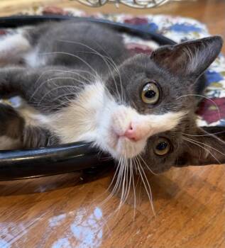 Space Gangster -  Domestic Short Hair Cat for Adoption in Trenton, New Jersey - Space Gangster | PetCurious