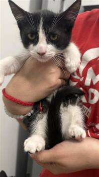 Dalilah -  Domestic Short Hair Cat for Adoption in West Chester, Pennsylvania - Dalilah | PetCurious