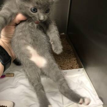 Grimace -  Domestic Short Hair Cat for Adoption in Lynchburg, Virginia - Grimace | PetCurious