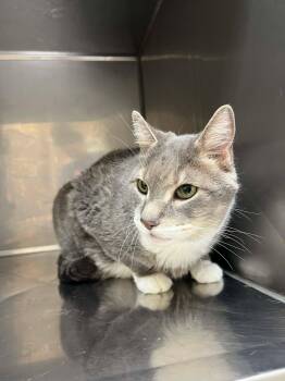 Domestic Short Hair Cats Available for Adoption in Fort Payne, Alabama - Big Boy | PetCurious