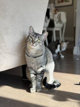 Domestic Short Hair and Tabby Cats Available for Adoption in New York, New York - Balsam  | PetCurious