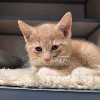 Domestic Short Hair Cats Available for Adoption in North Battleford, Saskatchewan - Smudge | PetCurious