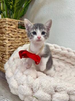 Tabby and Domestic Short Hair Cats Available for Adoption - Skye Blue | PetCurious